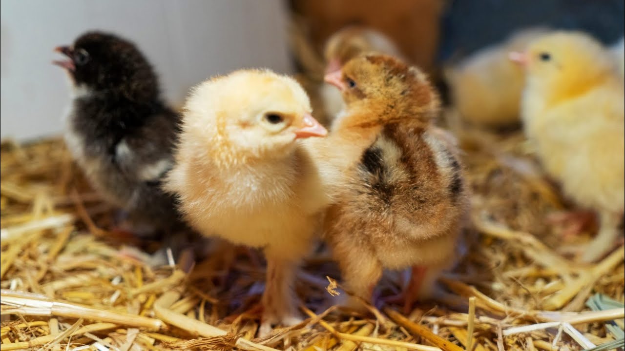Выращивание цыплят шаг за шагом от начала до конца. Выращивание домашнего стада кур.