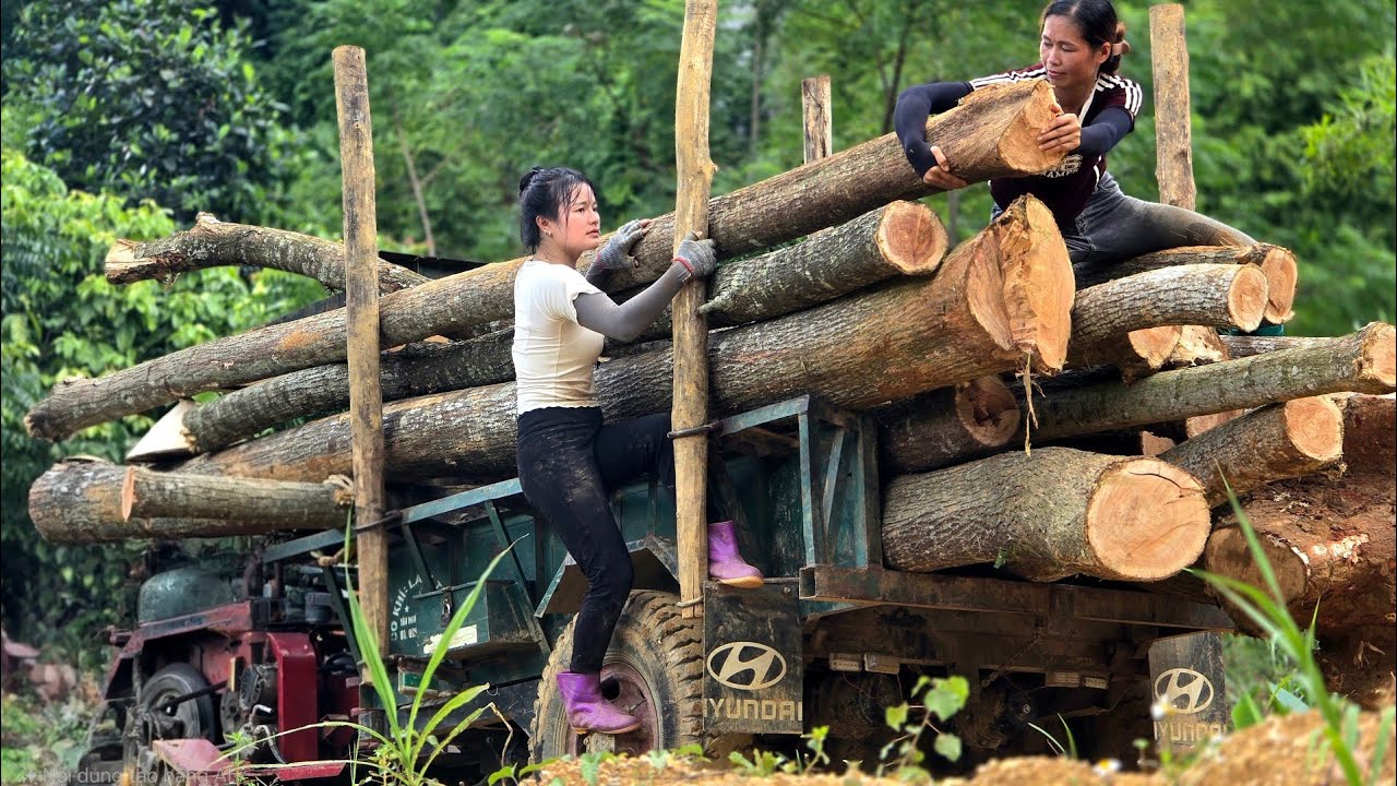 Agricultural vehicle, transporting overloaded timber, extremely difficult for 2 sisters#truck#farm.