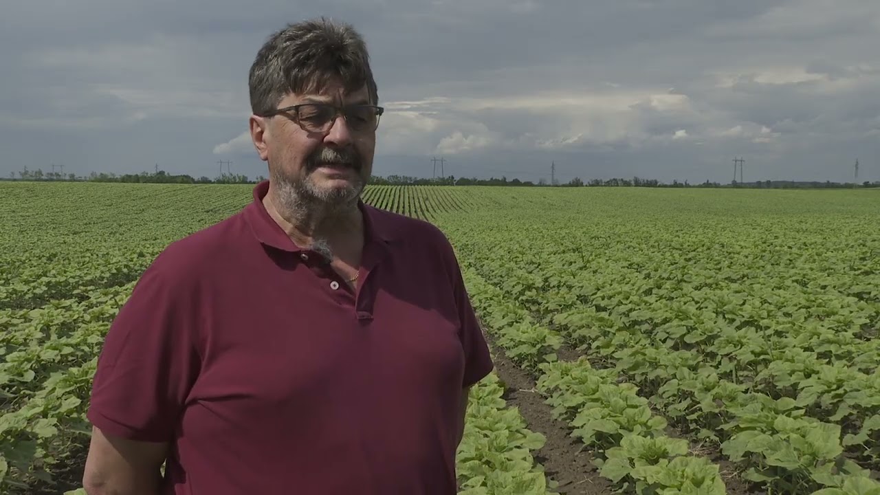 Bencsik Mihály Szarvas Napraporgó RootGuard Eco AmMG Tricho