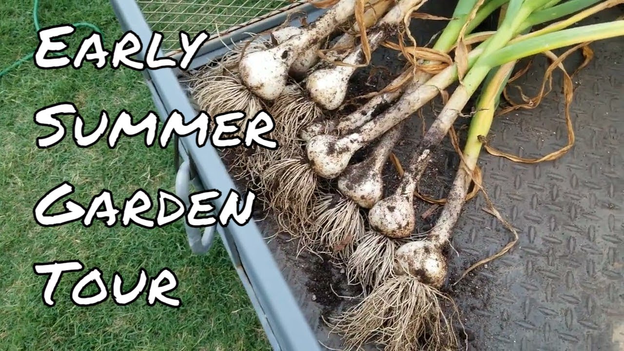 Early Summer Garden Tour NC now Zone 8a 2024