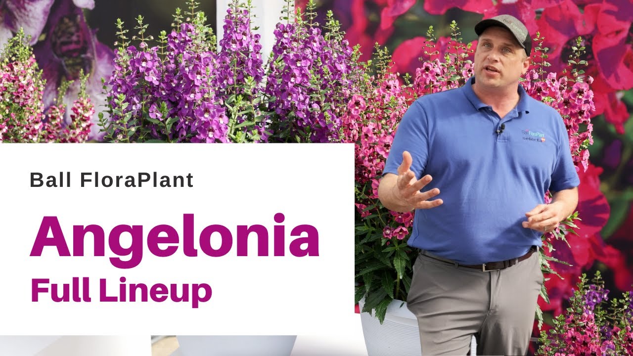 Explore the FULL Angelonia Lineup from Ball FloraPlant