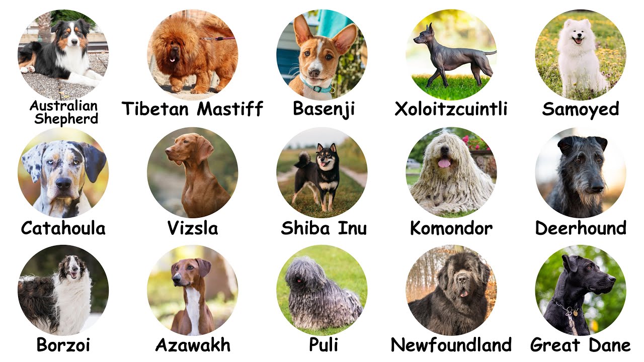 15 самых редких пород собак: объяснение за 15 минут! 🐶🐾