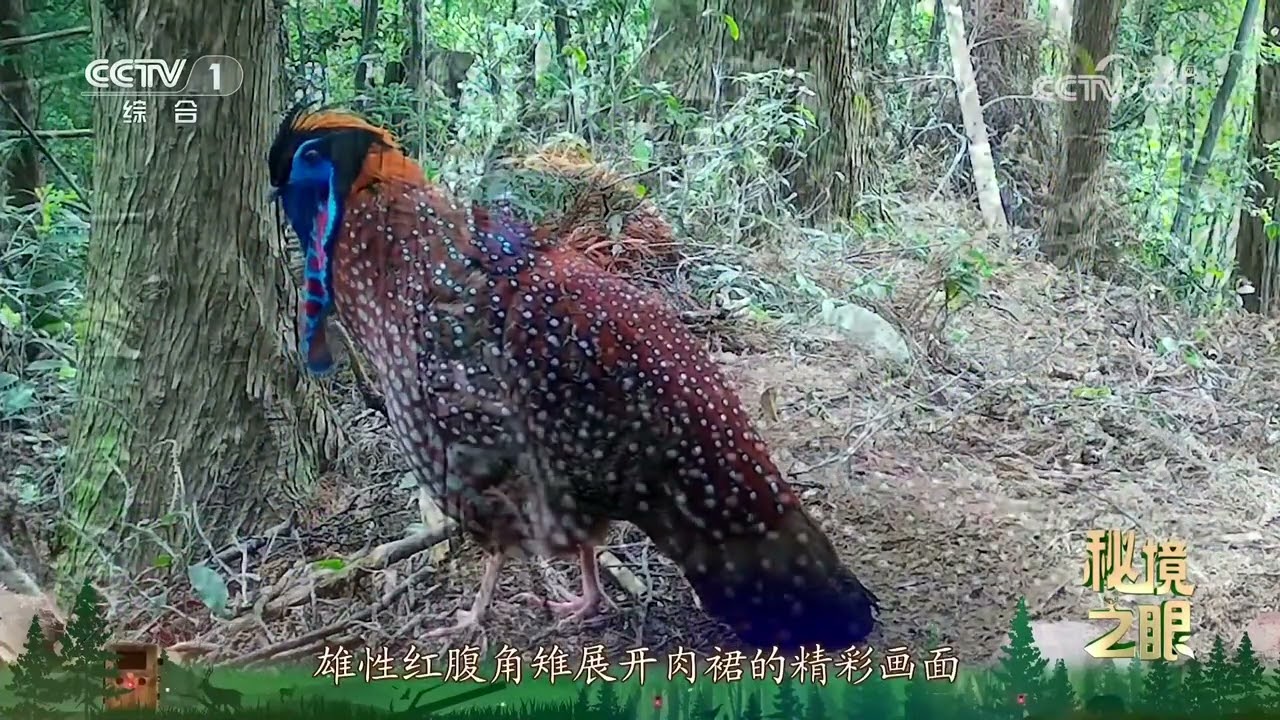 《秘境之眼》 红腹角雉 20240503| CCTV