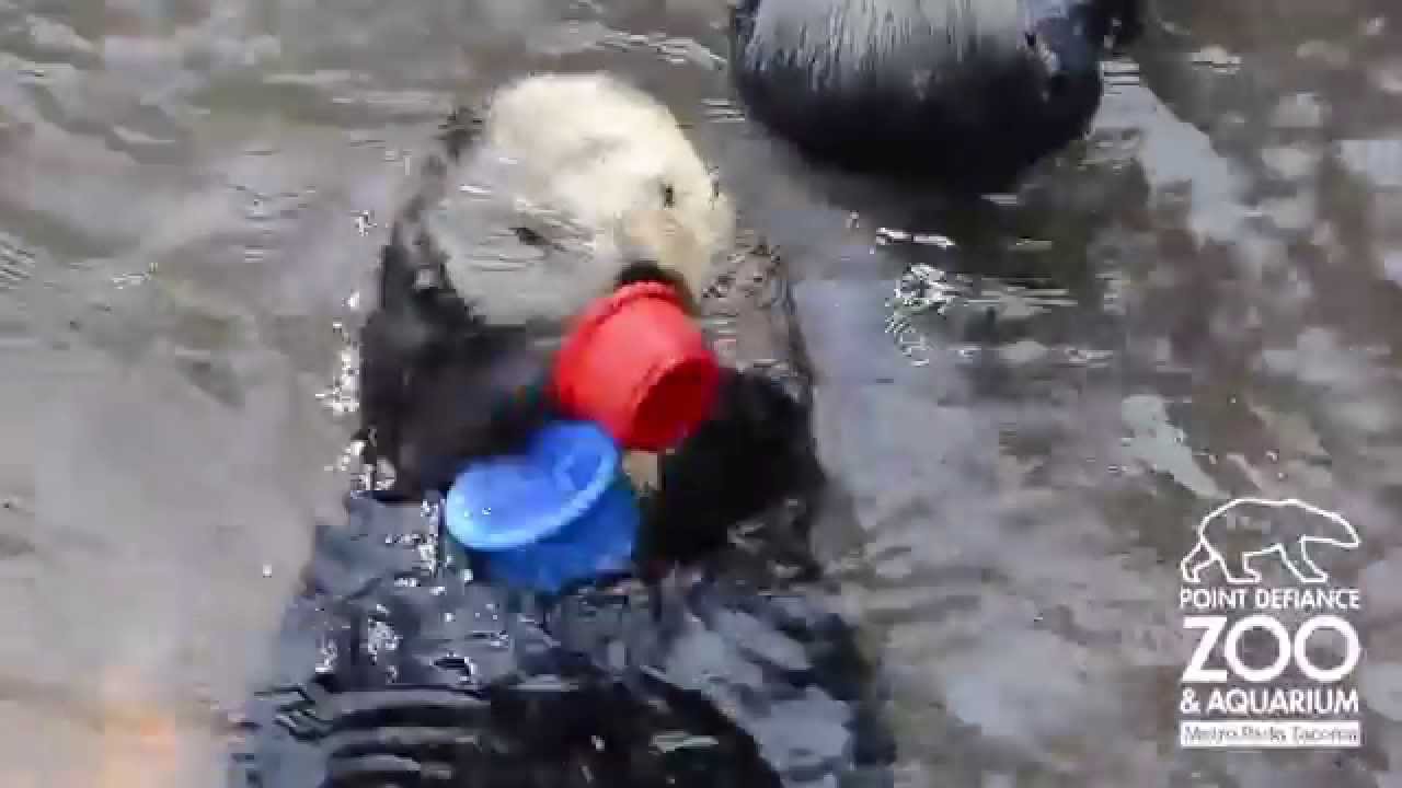 Otter stacking some cups - The Translation