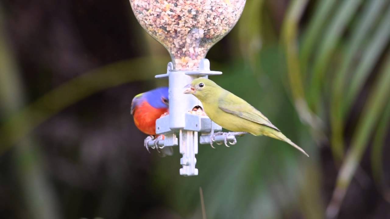 The Audubon Moment - The Painted Bunting
