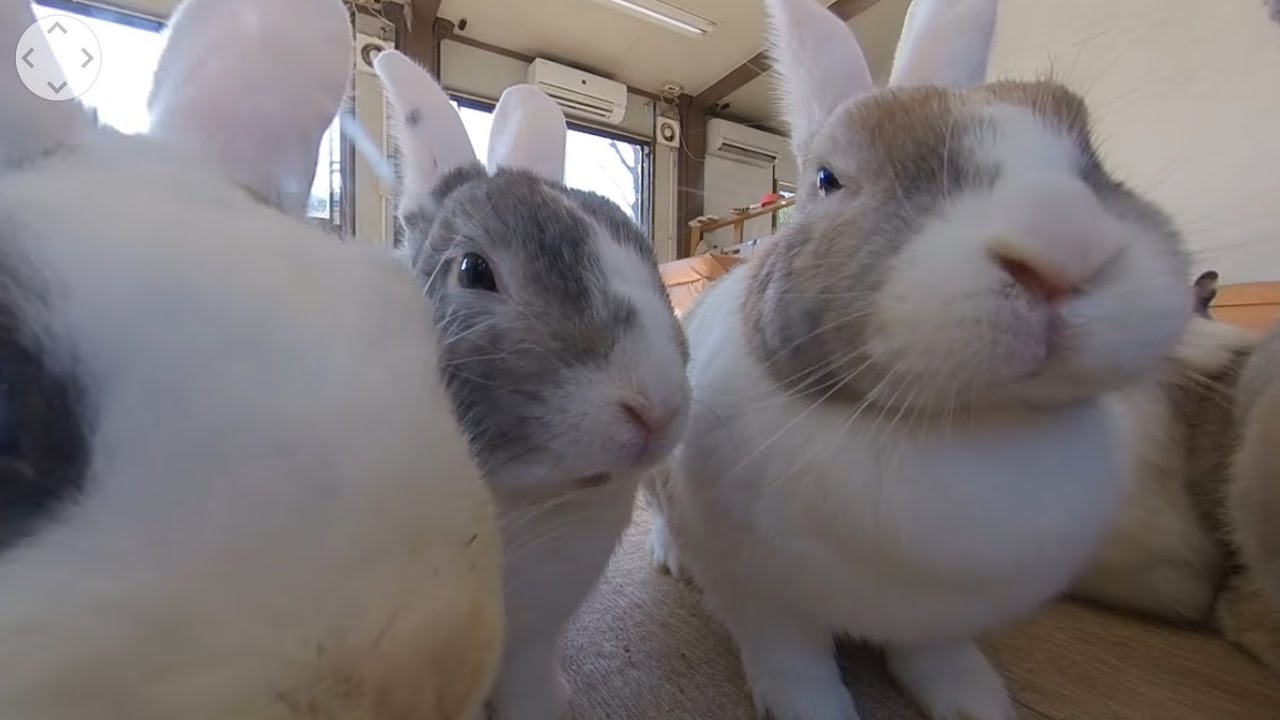【千葉市動物公園公式】【360度・ＶＲ映像】ウサギ:アニマルタッチハウスでえさやり