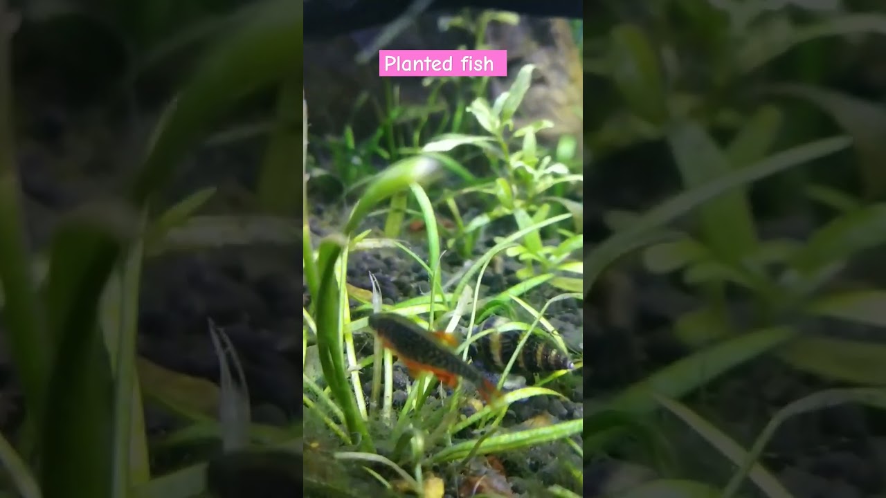 best planted fish #rasborafish #rasbora