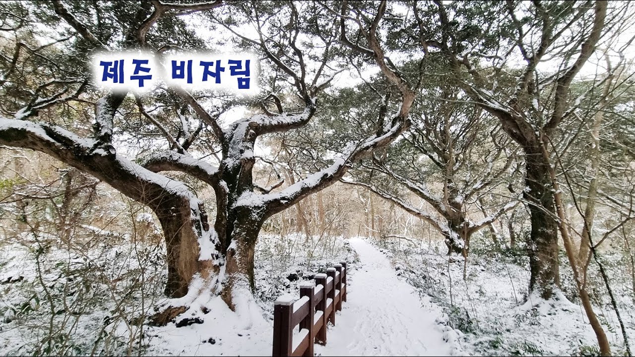 km 20260131 1440p 50f 20260131 183818