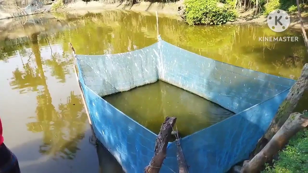 নতুন বছরের নতুন ভিডিও/দেশি শোল মাছ চাষ/শোল মাছ চাষী মুস্তাফিজুর রহমান/মোবাইল নম্বর 01991488184