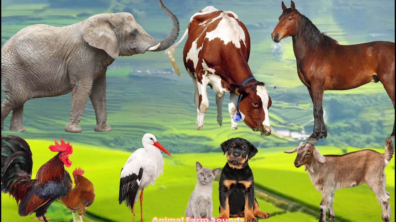 Playful Animal Moments: Horse, Cow, Elephant, Chicken, Stork, Dog, Cat, Goat - Animal Videos