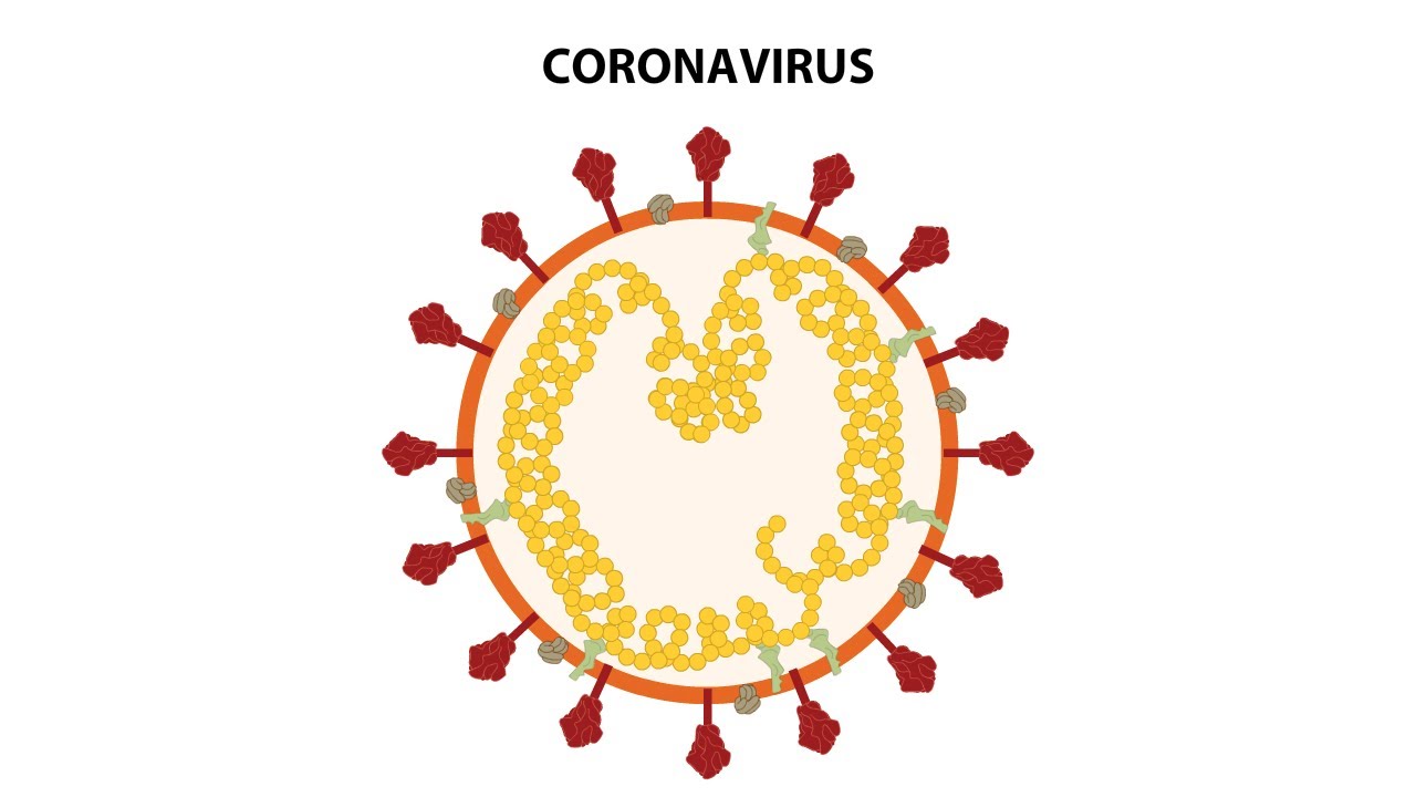 Replication Cycle of Coronaviruses