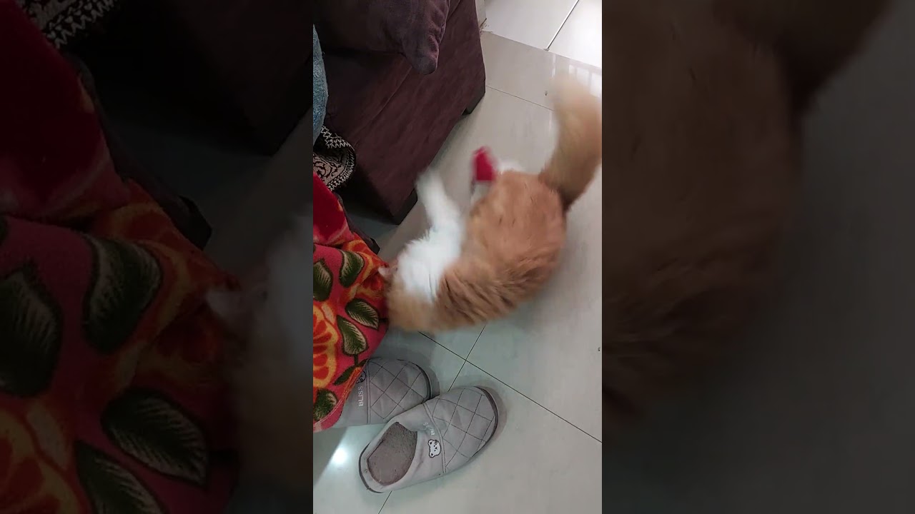 चूहा bhag gaya sofa ke andar billi का 