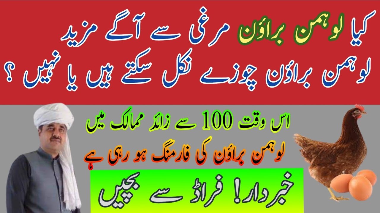 Can Lohmann brown chickens produce Lohmann chicks? | کیا لوہمن  سے آگے لوہمن چوزے پیدا ہو سکتے ہیں؟