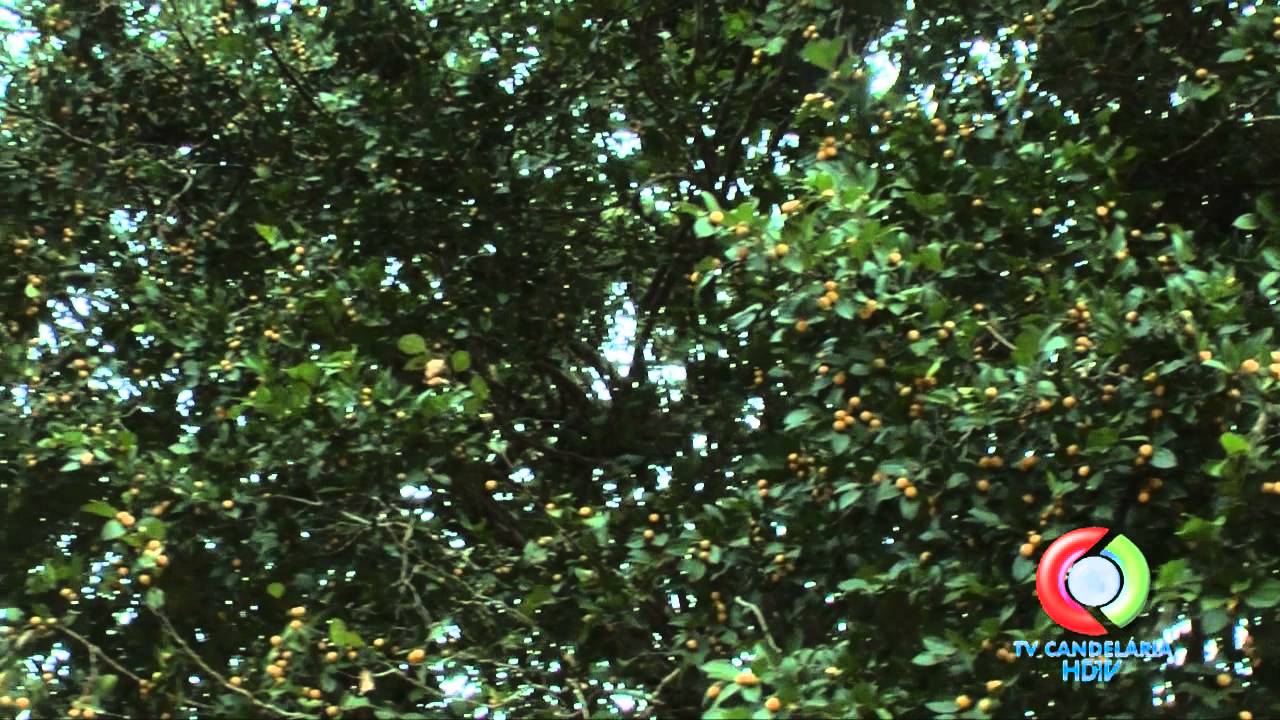 ÁRVORE JUAZEIRO DO NORDESTE