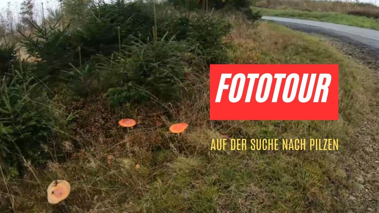 Wo sind die Pilze???