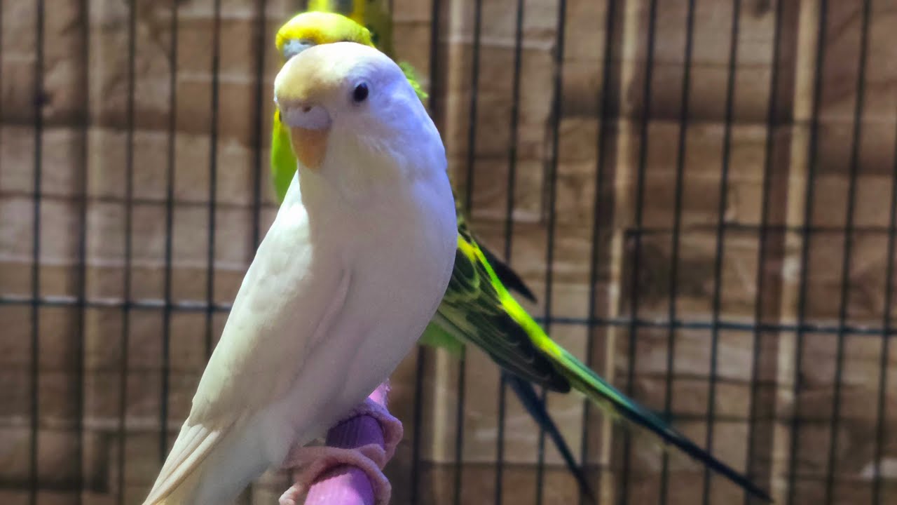 🟢 Live Budgies Cam | Watch Colorful Budgies Chirp, Play & Interact in Real Time! 🐦💚