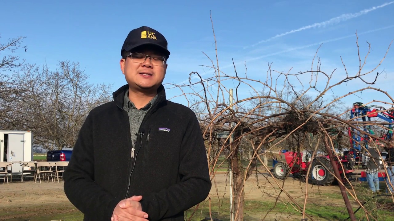 Mechanical Pruning Demonstration For Raisins
