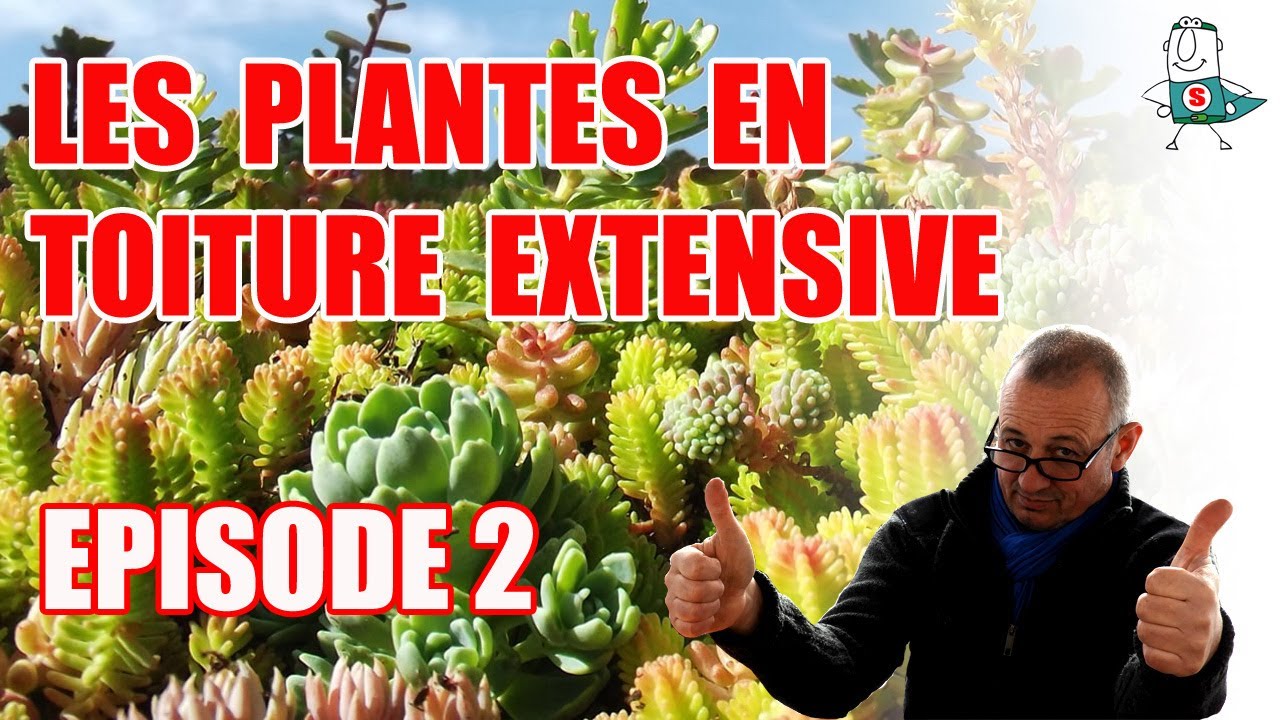 Les plantes de toiture végétale extensive