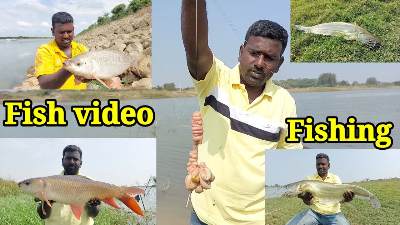 Catching Fish video |Hook Fishing |LDR Fishing Videos |Fish Videos