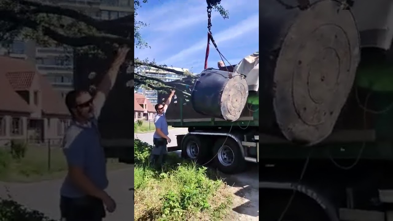 special delivery😍. Multistam Quercus ilex 600cm