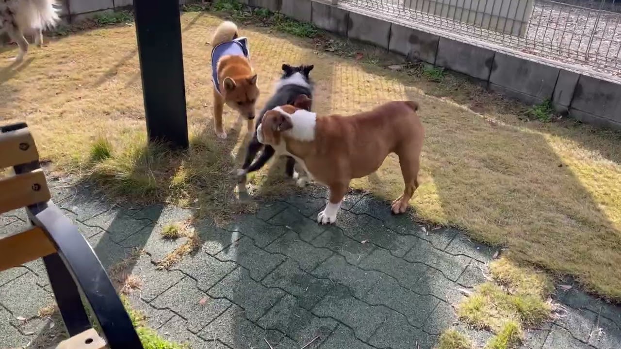 2025年最後のよいわんわん達の自由時間