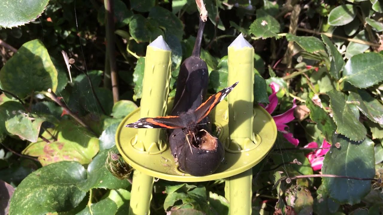 Butterfly Feeding on a Banana
