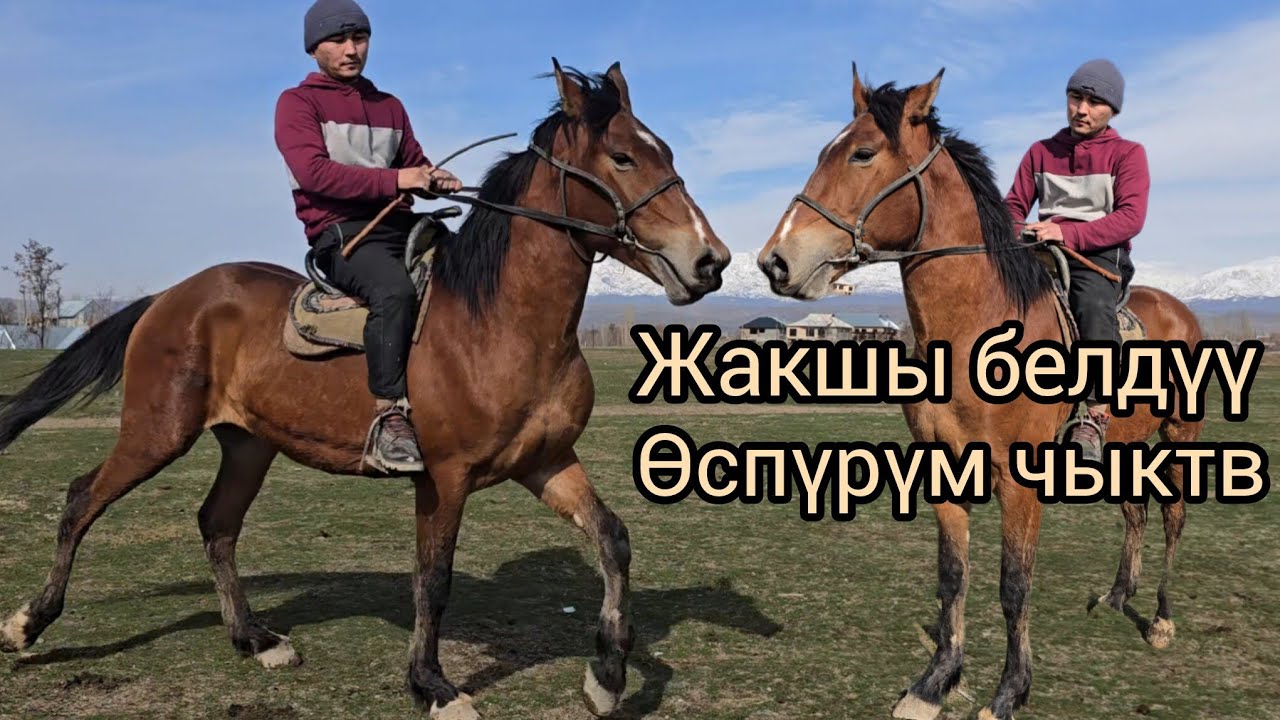 Бүгүн жакшы белдүү пышты чыкты 15 февраля 2026 #продажалошадей #атбазар #жылкыбазар #рек 
