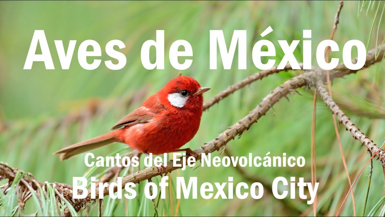 Aves de M&eacute;xico - Cantos del Eje Neovolc&aacute;nico (Birds of Mexico, transvolcanic songs) Ep.1
