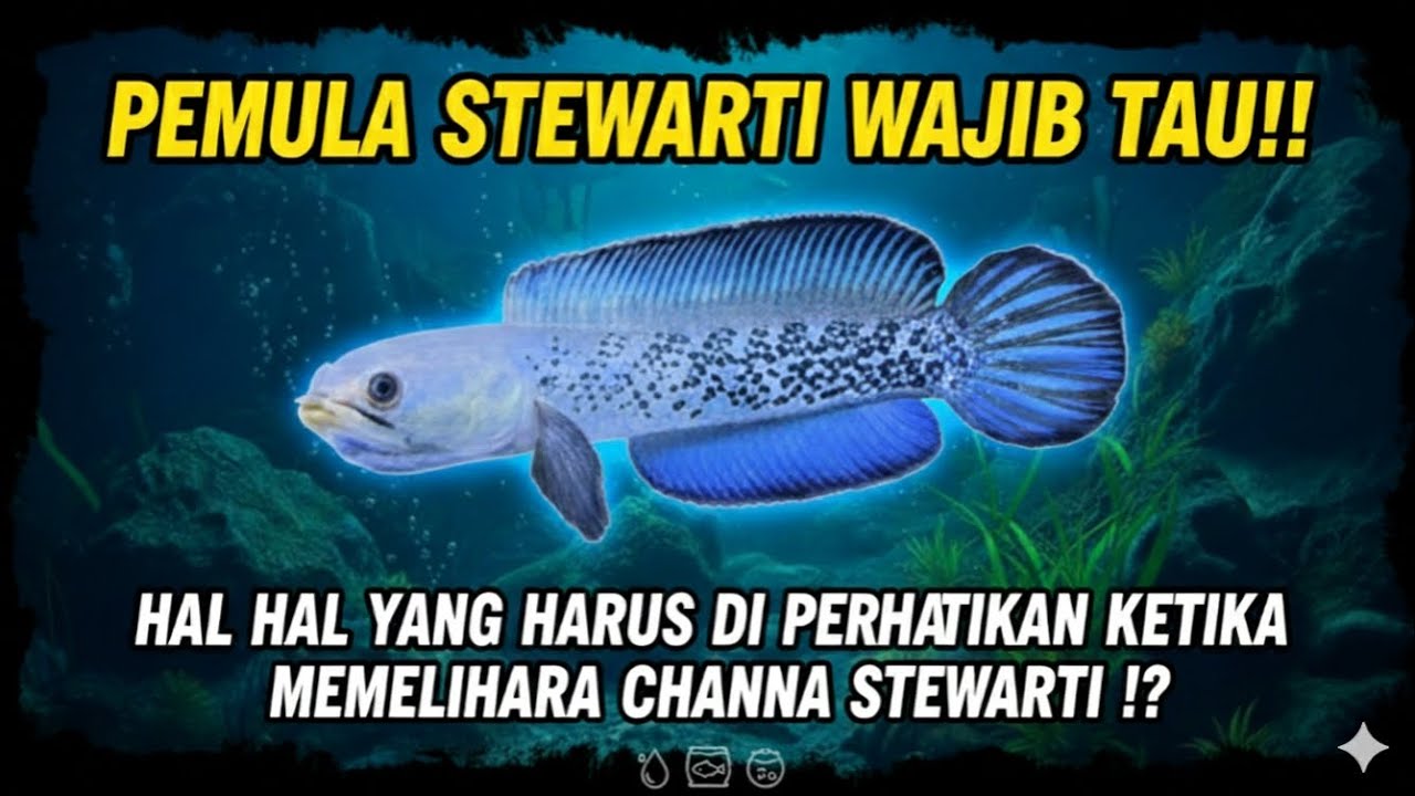 Pemula Stewarti wajib tau sihhh!!!