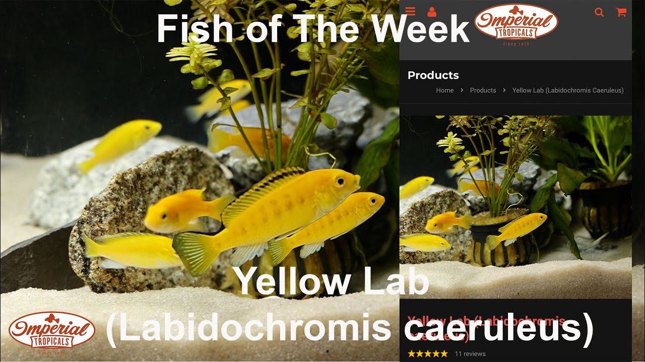 Yellow Lab (Labidochromis caeruleus) #imperialtropicals ❤️🐟