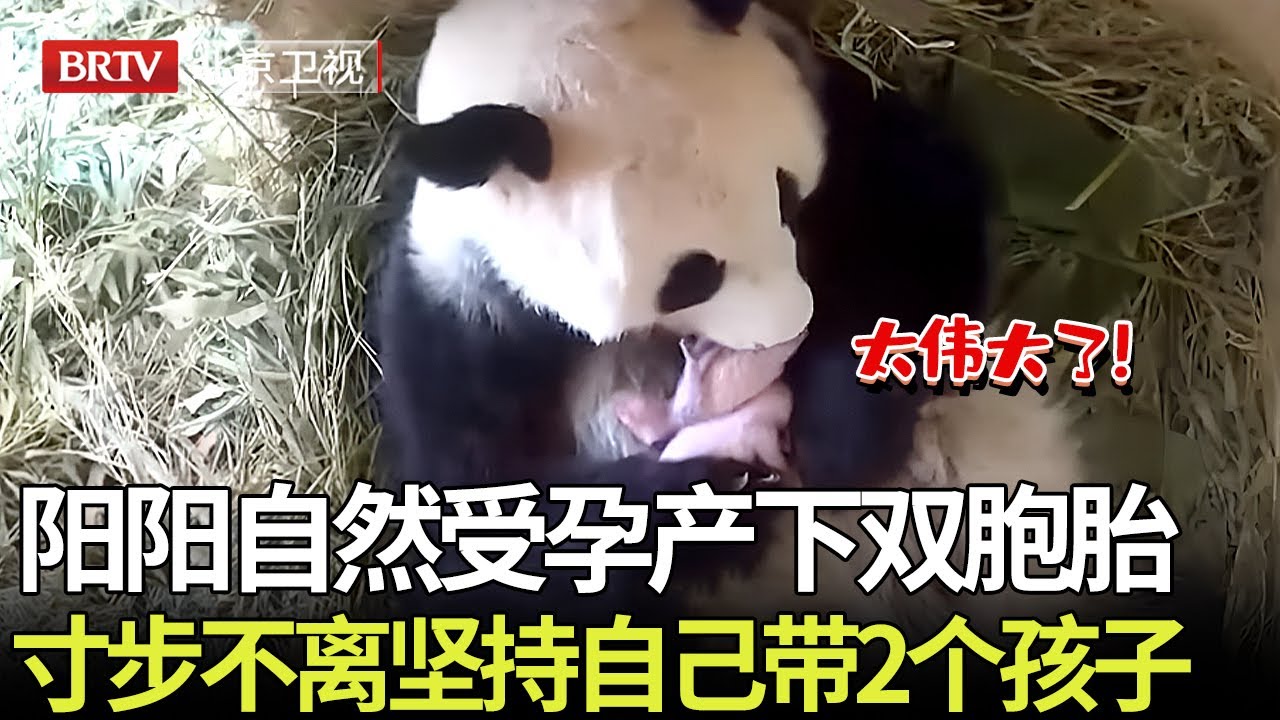 史无前例！熊猫阳阳自然受孕产下双胞胎，坚持两个都要自己带，七天内寸步不离给孩子喂奶，母爱太伟大了！ 【熊猫奇遇记】#熊猫阳阳