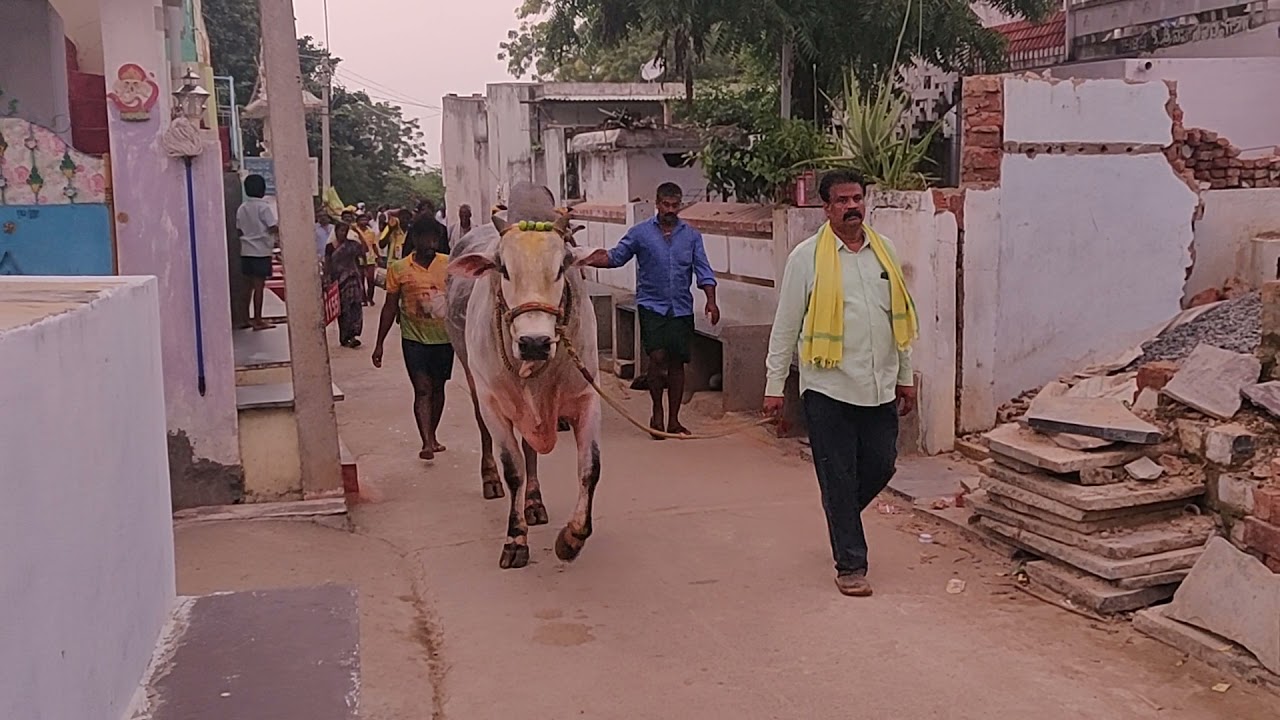 RK BULLS RAMA and BHEEMA after winning 🥇1st place at Dharmavaram category