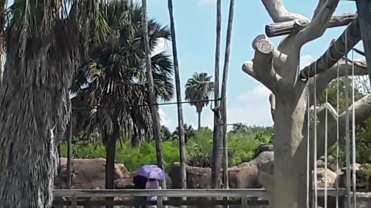 GPZ 8 the diurnal Auastrilla animal