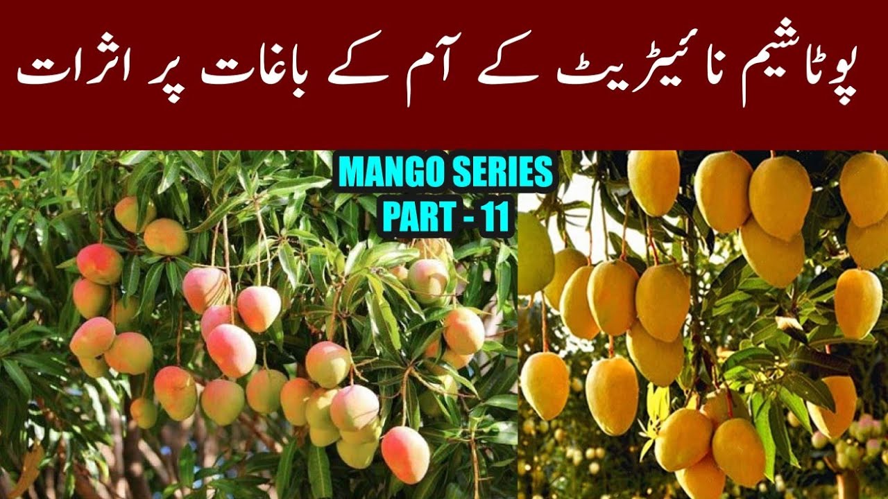 کیا پوٹاشیم نائٹریٹ کے استعمال سے آم کی پیداوار بڑھائی جا سکتی ہے؟Use of Potassium Nitrate in Mango