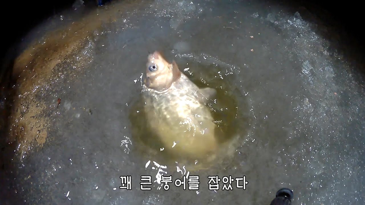 고양이들에게 붕어찜을 해줬다