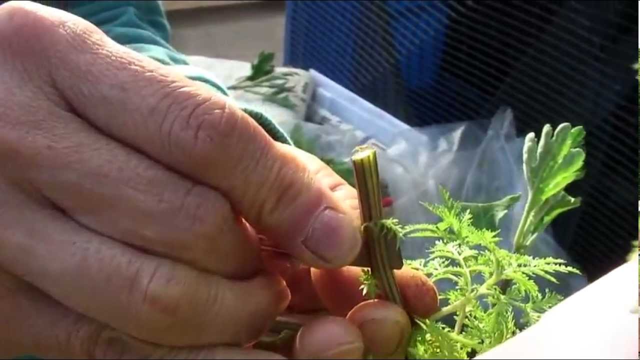 Grafting Chrysanthemums