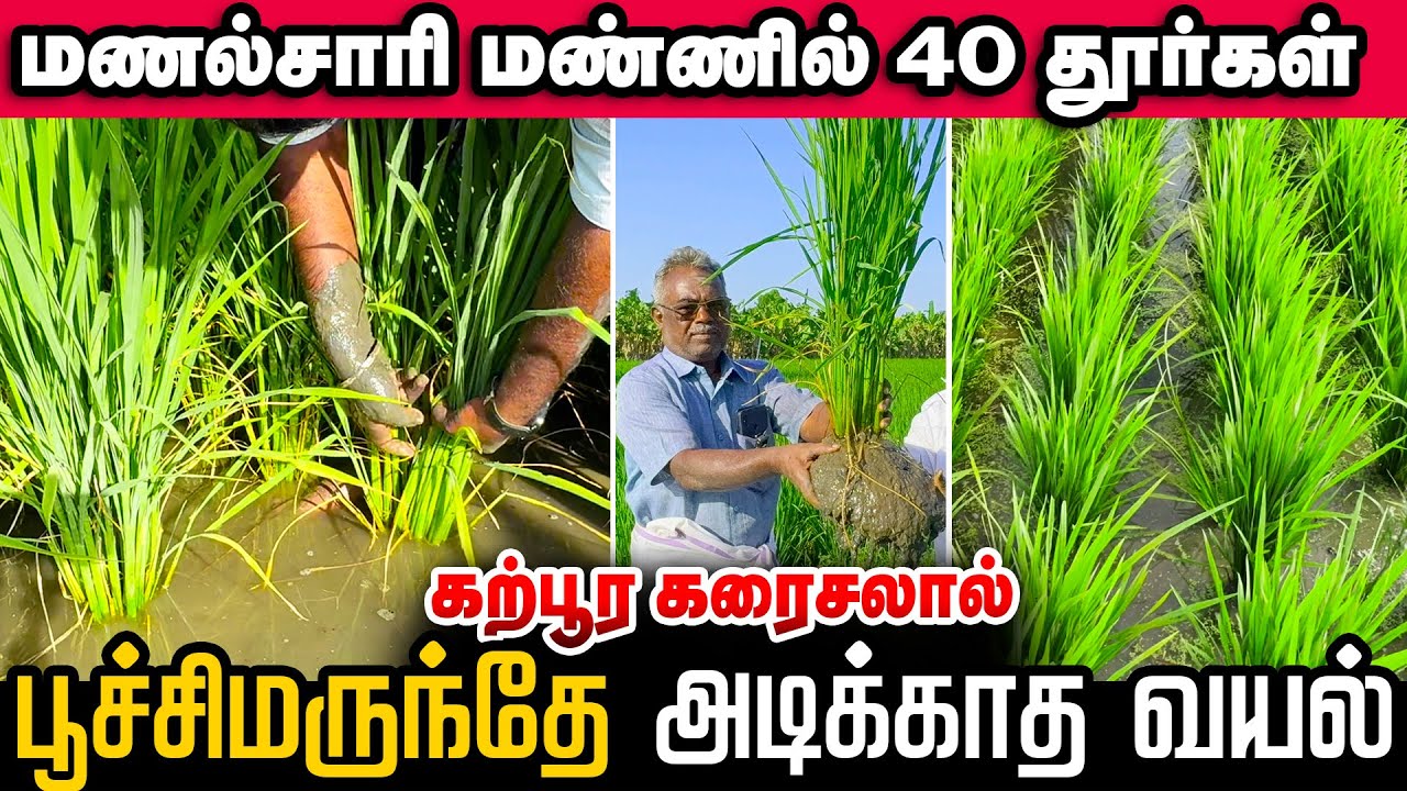 கற்பூர கரைசல் தயாரிப்பது எப்படி? - தஞ்சை விவசாயியின் அனுபவம் #rootsmatepro #blackbooster