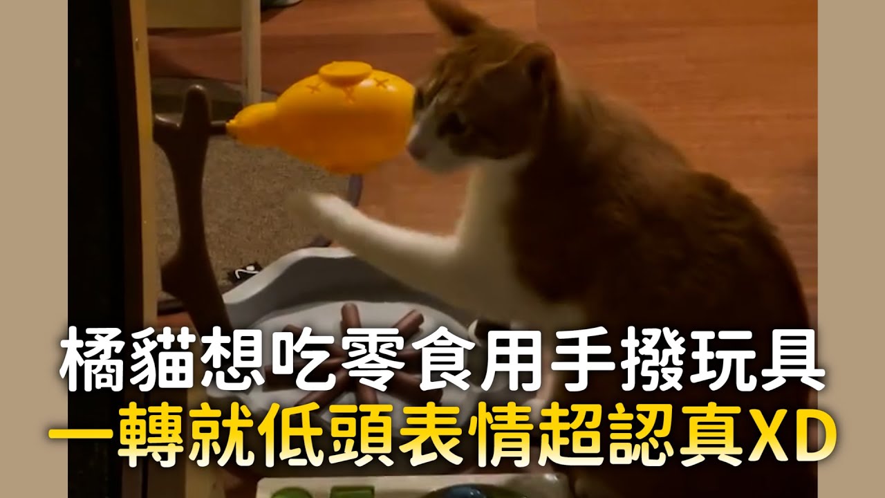 橘貓想吃零食用手撥玩具　一轉就低頭表情超認真XD