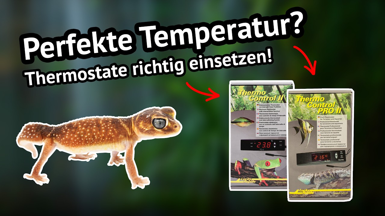 Regeltechnik im Terrarium – Thermostate sinnvoll einsetzen & installieren