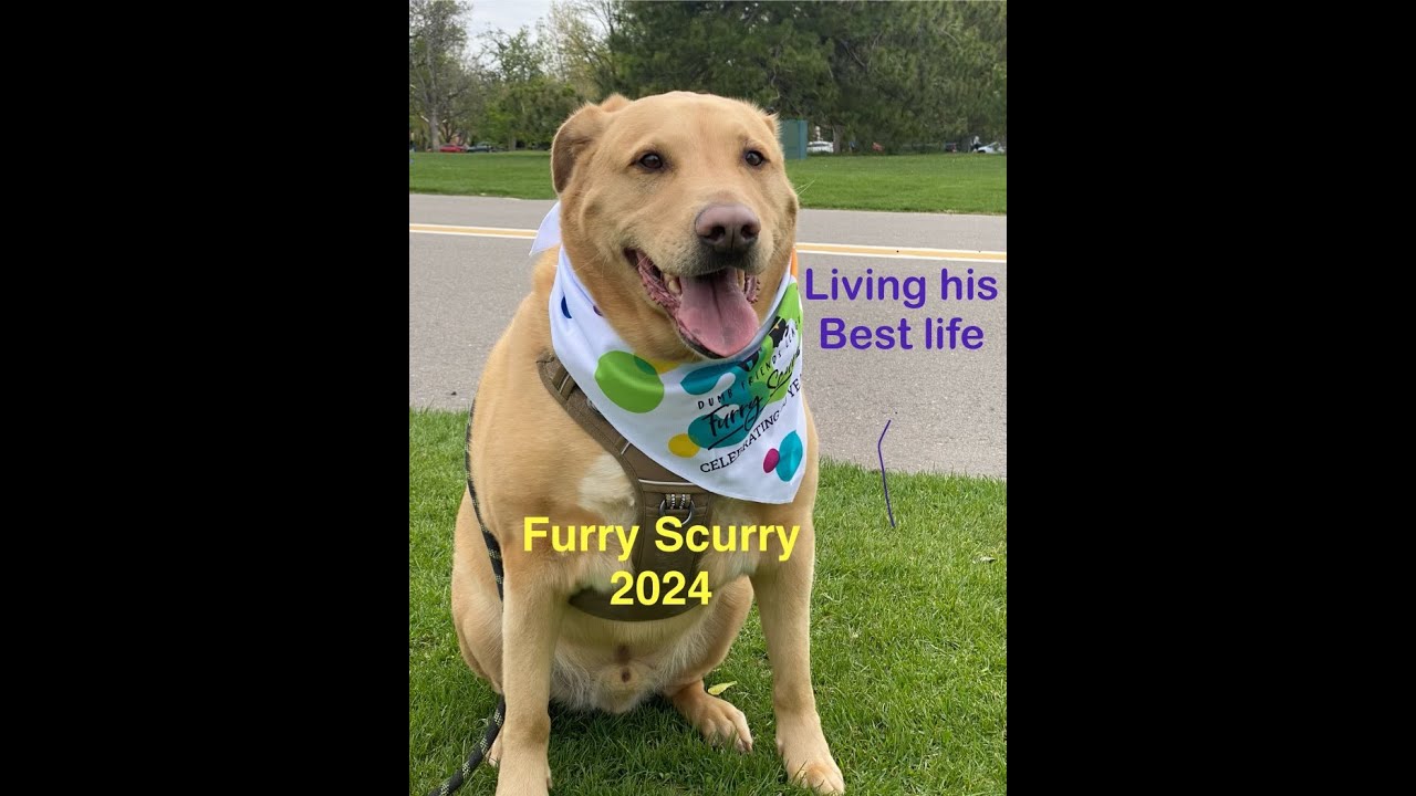 Episode #6 - So Many Dogs, #Furry Scurry, #DDFL