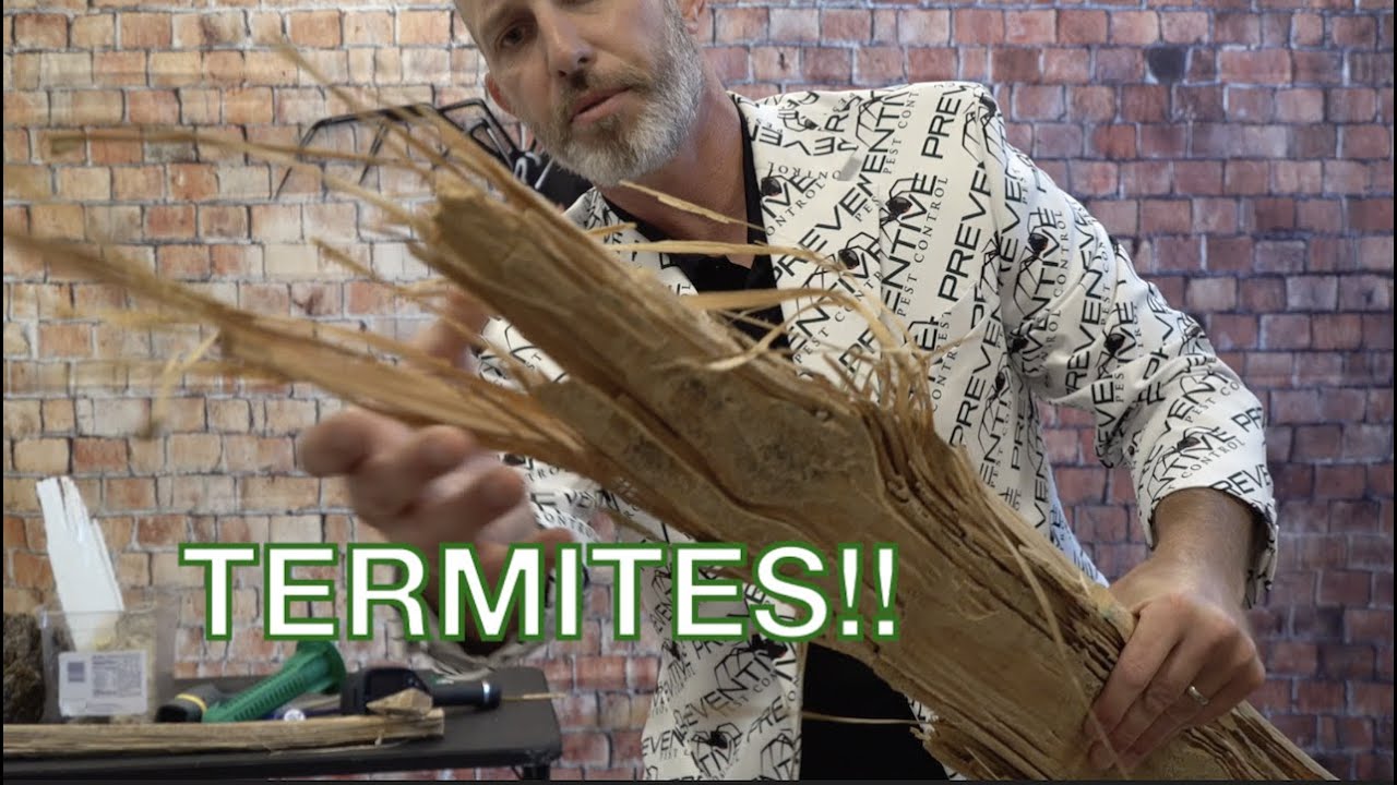 Is Your Home Protected from SWARMING TERMITES In Houston 2022?!?!