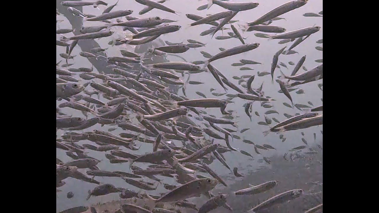 A magic dive into thousands of fish @nautilusdivingdakar9839