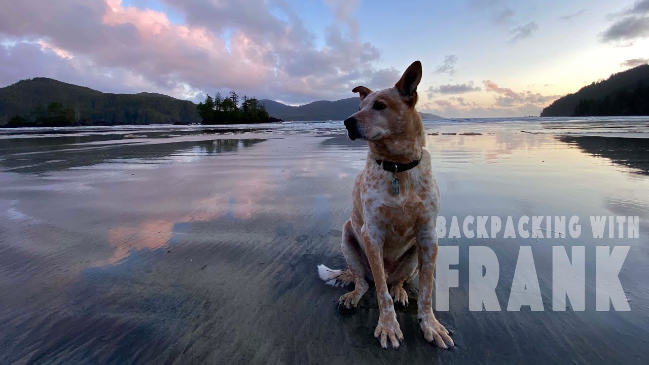 Backpacking Alone with a SENIOR DOG in WOLF country!