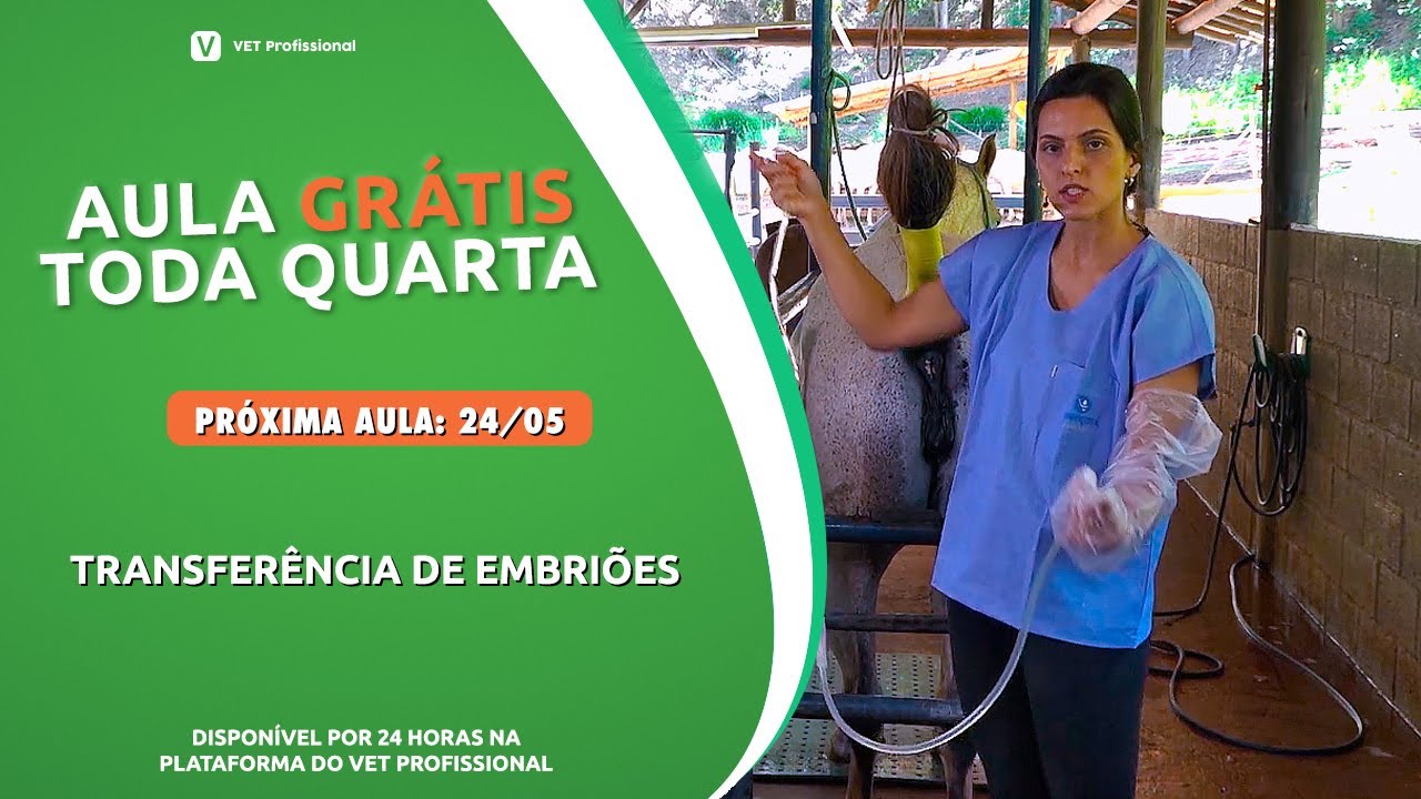 Coleta de embrião para TE em equinos