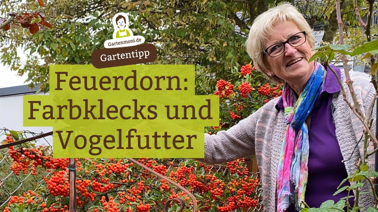 Feuerdorn als Farbtupfer und Vogelfutter