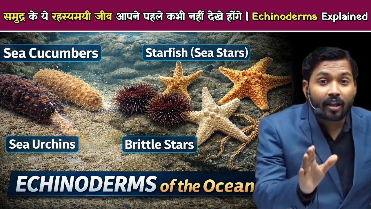 समुद्र के 4 अजीब जीव जो धरती पर कहीं नहीं मिलते | Sea Cucumber, Starfish और Sea Urchin.!
