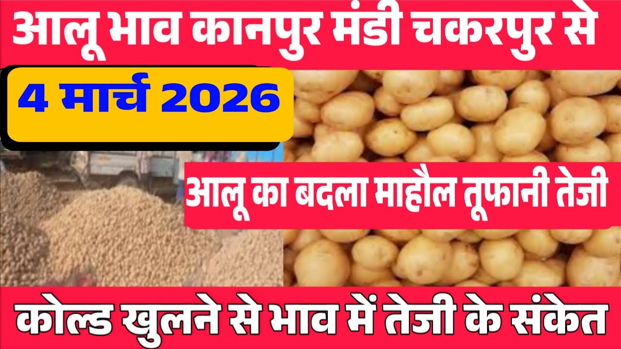 March 2026 मार्च चकरपुर, कानपुर🥔  आलू के भाव chakkarpur Kanpur mandi today #PotatoMarket आलू भाव