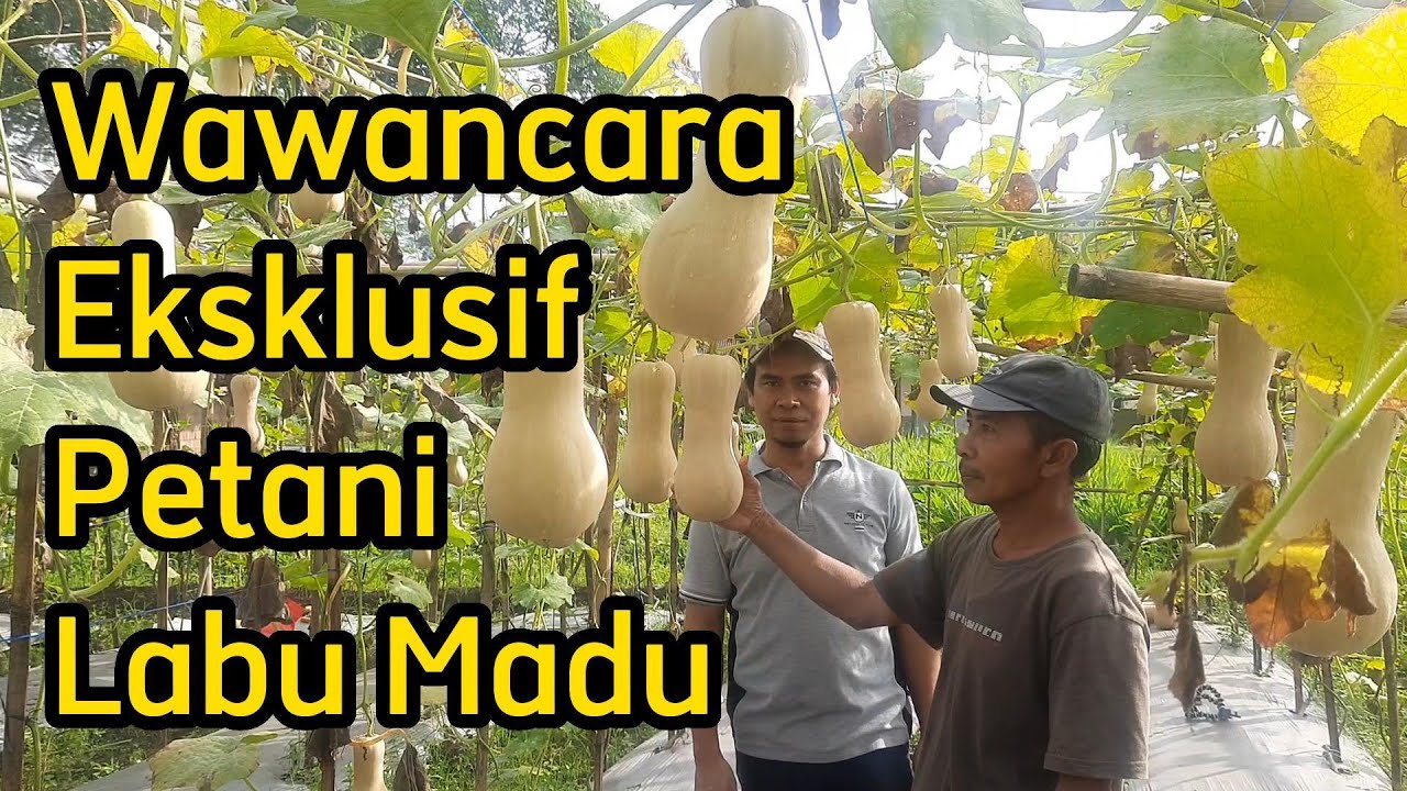 Wawancara Eksklusif, kiat sukses tanam labu madu (butternut squash) menembus pasar ekspor #labumadu