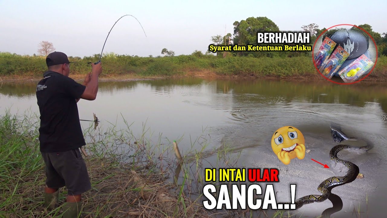 FULL STRIKE..! ikan di sini sangat kelapran sehingga sangat doyan umpan kayu || TAMU ULAR SANCA