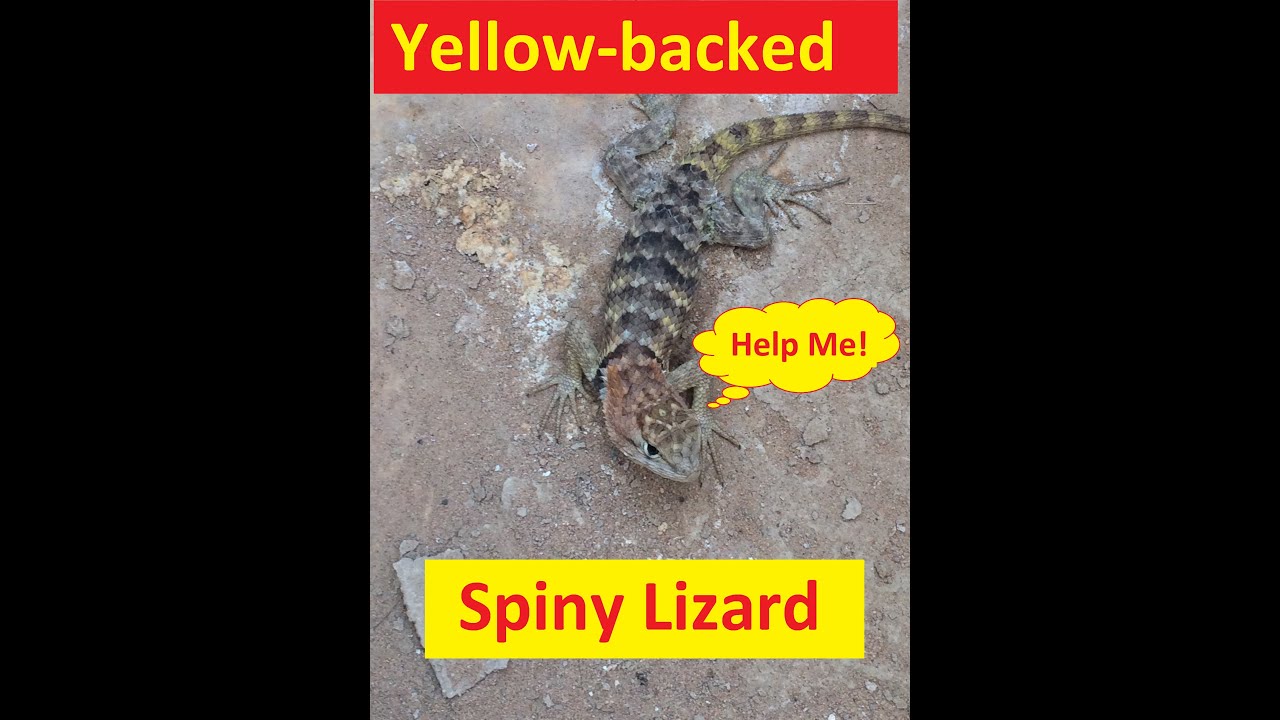 A Yellow-backed Spiny Lizard got trapped.! I freed him to wild. Fairview Valley Mojave Desert CA
